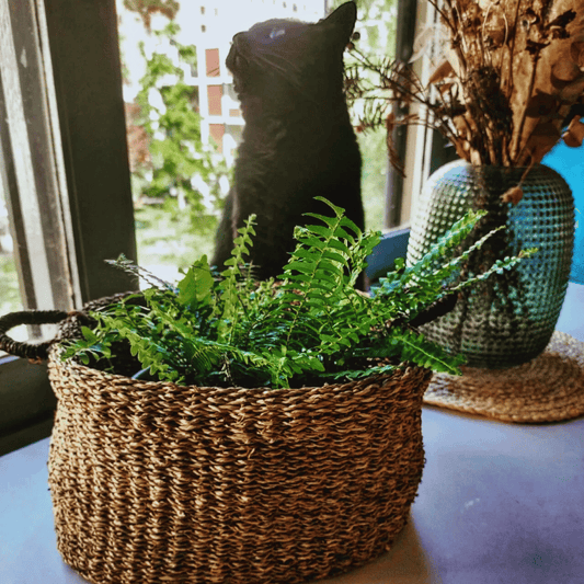 Canasto ovalado Hanoi tamaño mediano con planta en su interior, gatito Pepino en el fondo