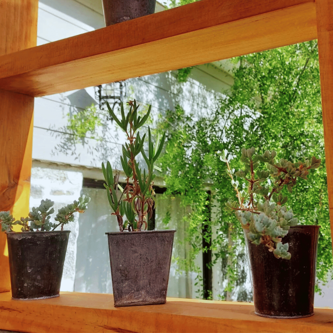 Maceteros metálicos pequeños, forma cuadrada y redonda, con plantas en una repisa