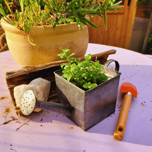 Regadera ovalada de metal utilizada como macetero con menta, sobre una mesa metálica